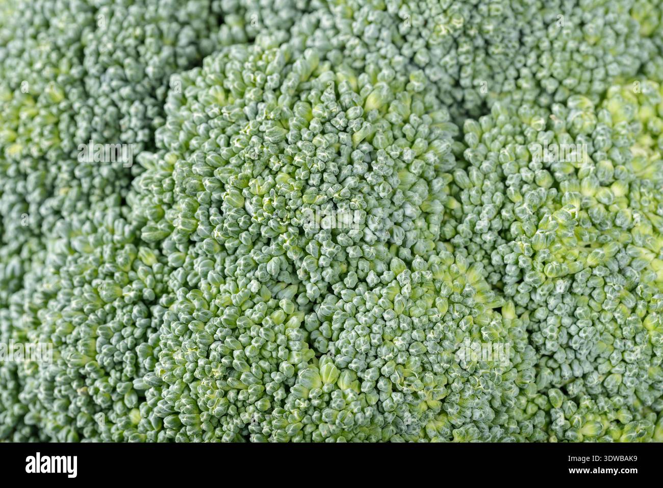 Primo piano della consistenza del cavolo con broccoli verdi come sfondo Foto Stock