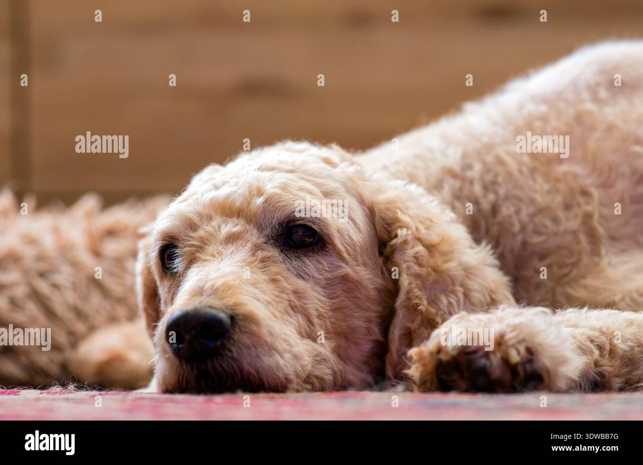 Un cane Labradoodle dall'aspetto triste, sdraiato con la testa piatta sul pavimento Foto Stock