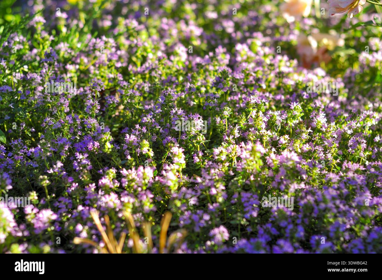 Un denso tappeto di piccoli fiori di timo viola inondati dalla calda luce del sole, che creano un tranquillo paesaggio naturale Foto Stock