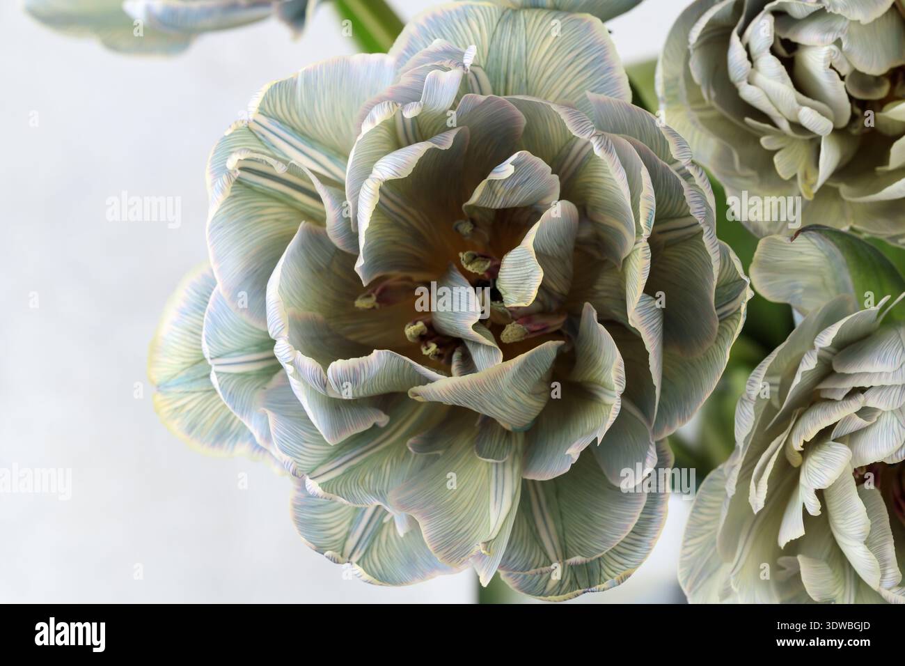 Fiori di tulipani in spugna naturale dipinti in sfumature di primo piano grigio su sfondo chiaro. Stile vintage. Fiore per interni. Foto Stock