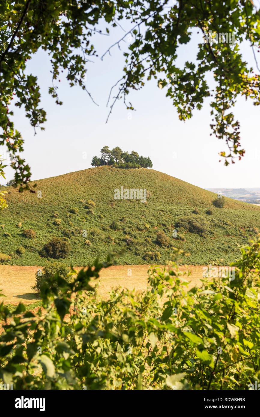 Colmer's Hill, Symondsbury, Dorset, Regno Unito Foto Stock