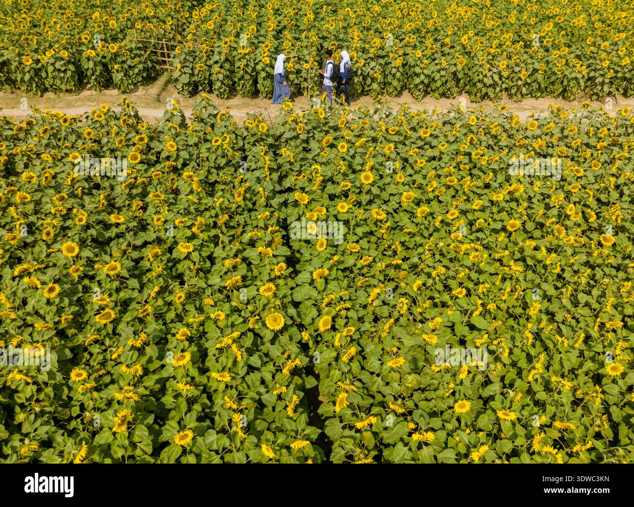 Faridpur, Bangladesh - 16 febbraio 2026: Veduta aerea di un vasto campo di girasoli sotto il sole, dove le persone passeggiano lungo uno stretto sentiero, il loro figur Foto Stock