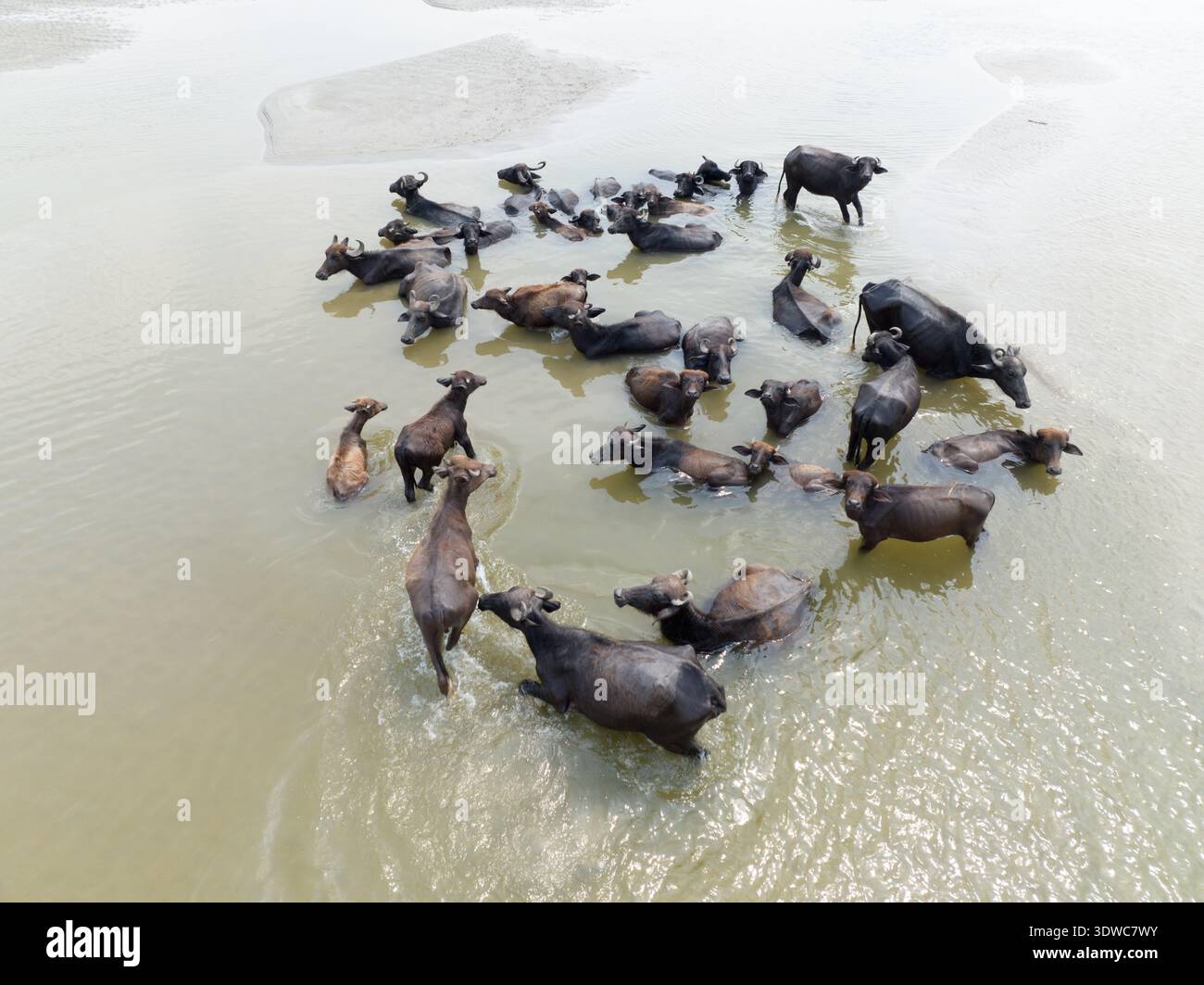 Vista aerea dei bufali di acqua scura che attraversano le acque poco profonde e fangose del fiume, Rajshahi, Rajshahi Division, Bangladesh. Foto Stock