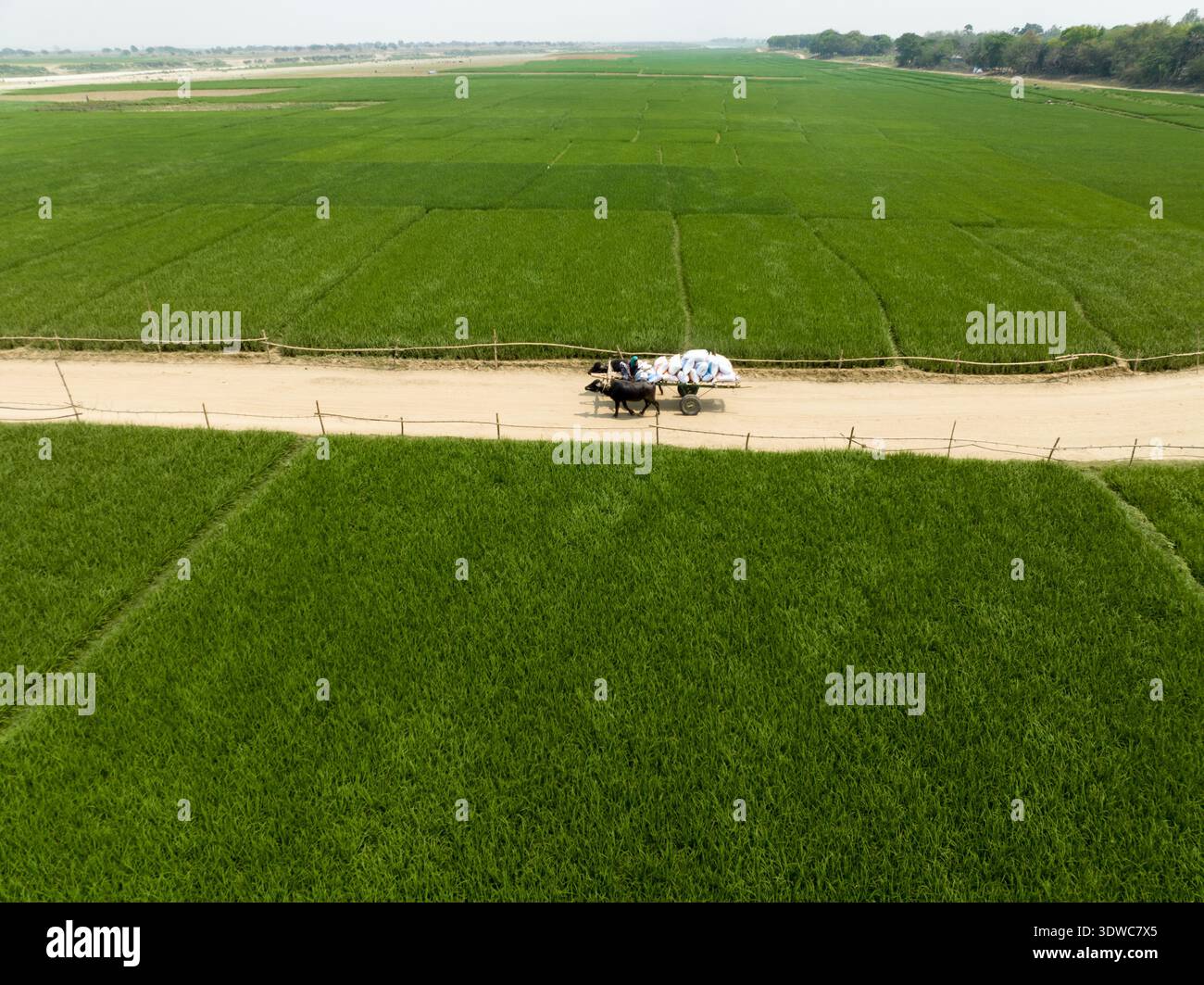 La vista aerea di un carro di buoi attraversa un sentiero polveroso tra vasti campi verdi, una tranquilla scena di vita rurale, Rajshahi, Rajshahi Division, Bangladesh Foto Stock