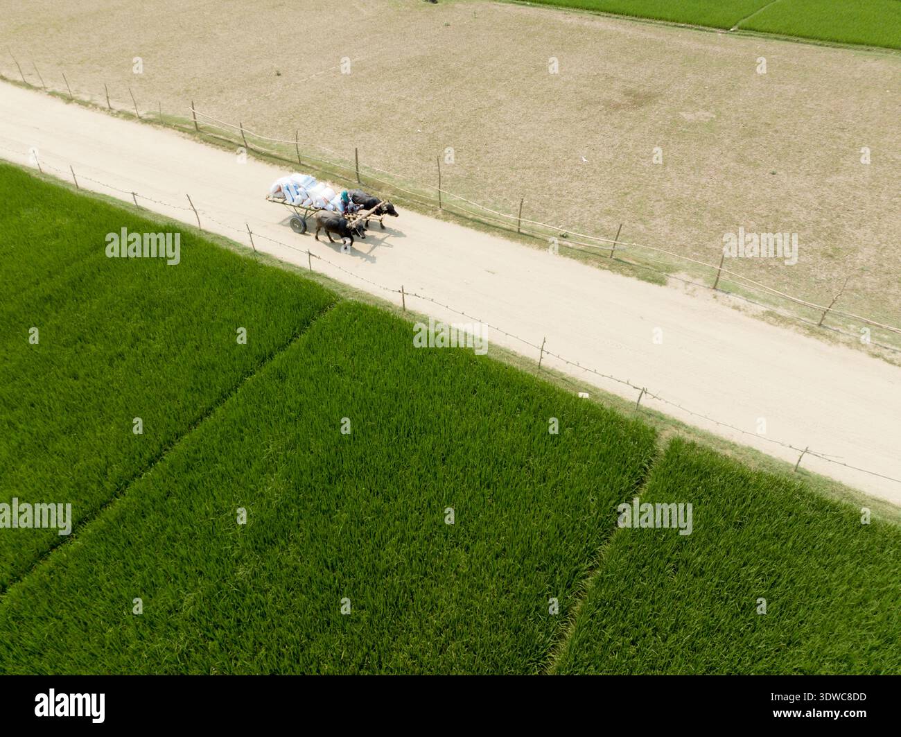 Veduta aerea del carro dei buoi che trasporta merci su una strada sterrata che attraversa vivaci campi verdi e terreni asciutti, Rajshahi, Rajshahi Division, Bangladesh. Foto Stock