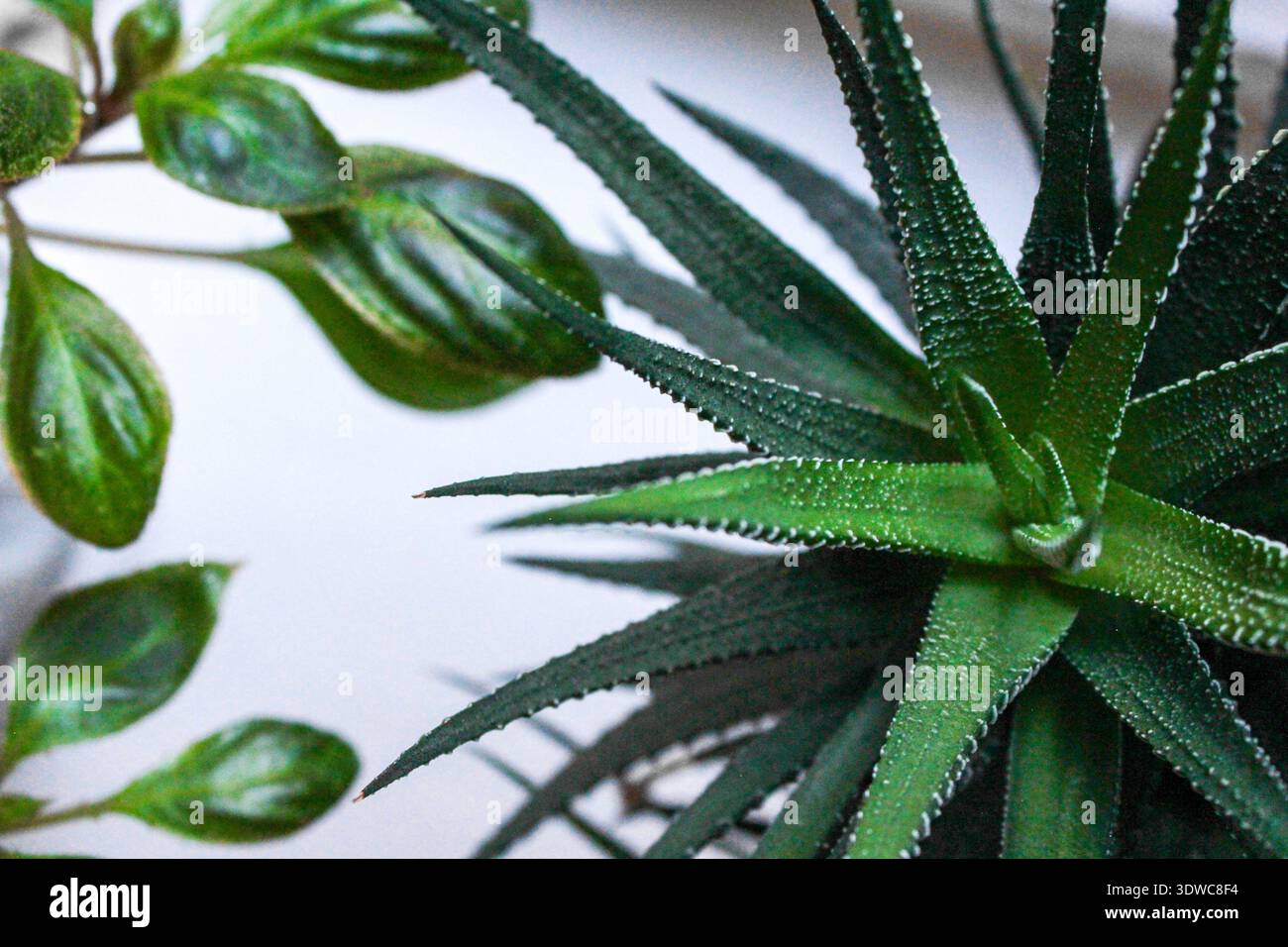 Bellissime piante della casa - haworthia e balsamo. Sfondo verde naturale. Foto Stock