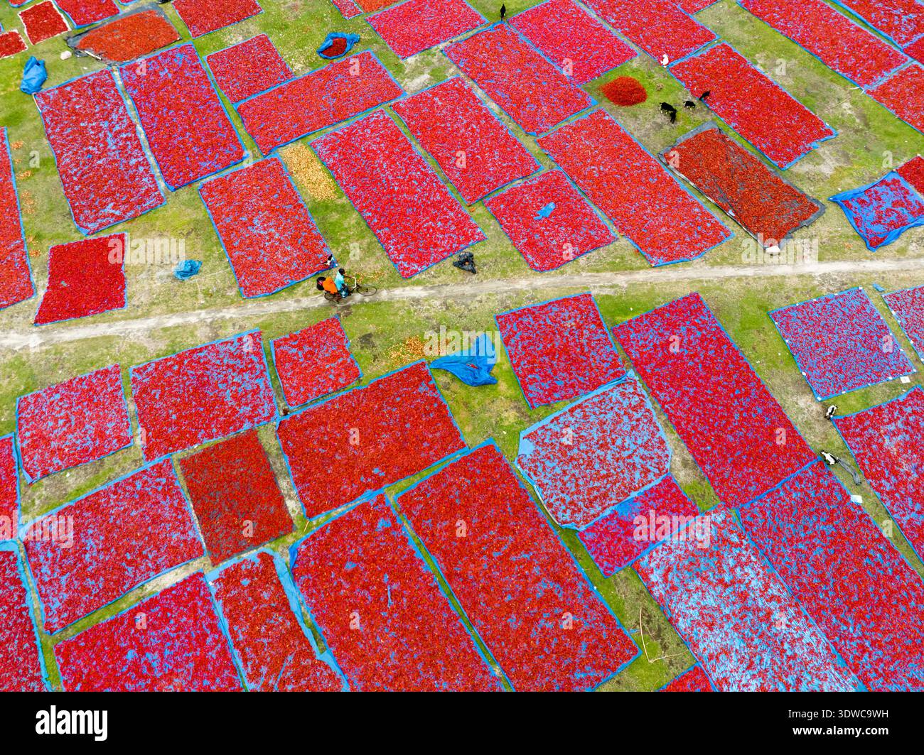 Vista aerea dei vivaci peperoni rossi disseminati in motivi geometrici sui campi soleggiati, creando un contrasto sorprendente con il verde gra Foto Stock