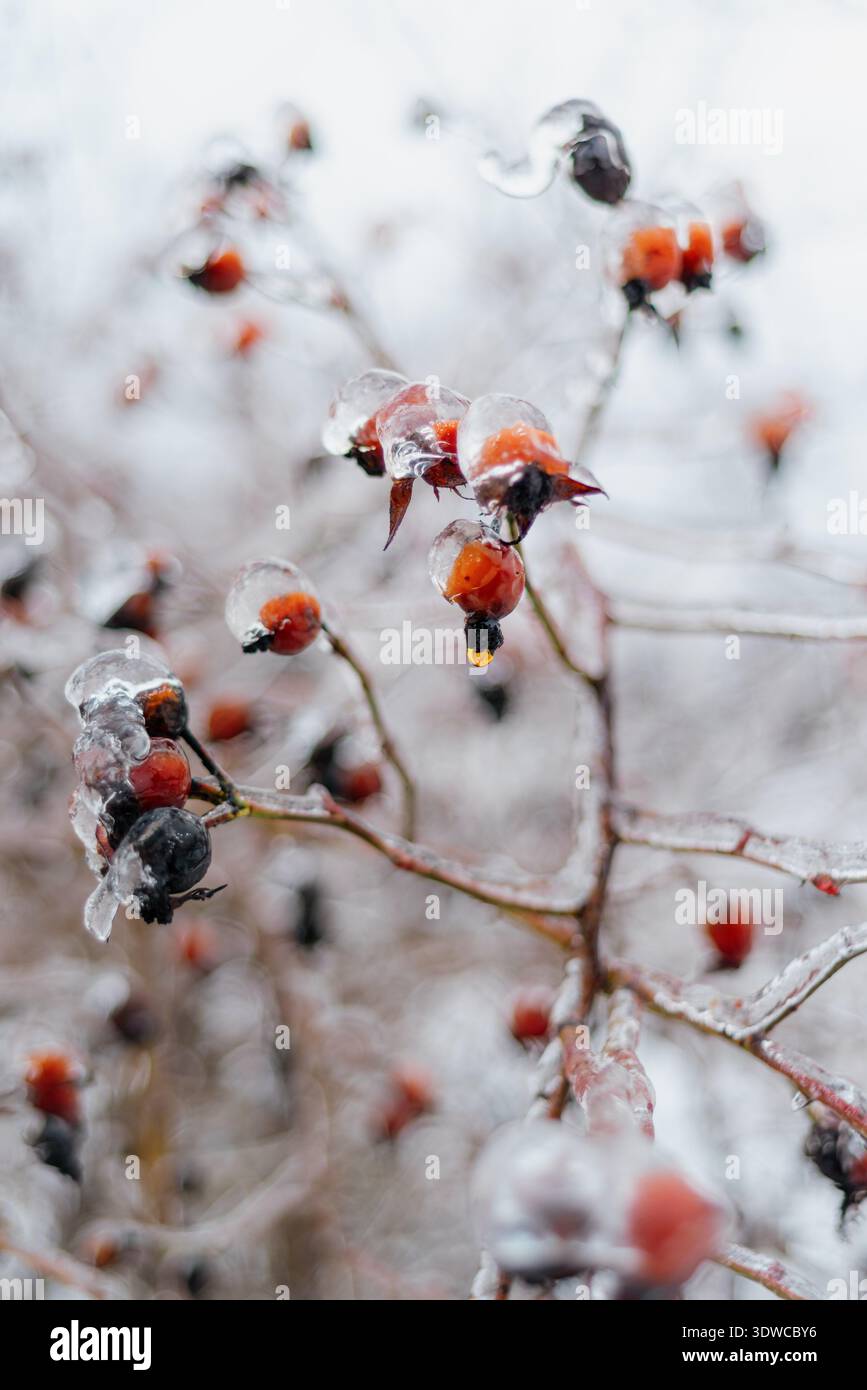 Ghiaccio nero che copre i fianchi di rosa rossa Foto Stock