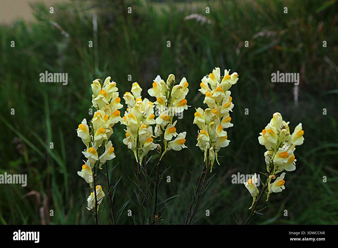 Un primo piano di fiori di linaria vulgaris, comunemente noti come toadflax giallo, nella campagna del Sussex. Fiore giallo di toadflax comune o burro-and-eg Foto Stock