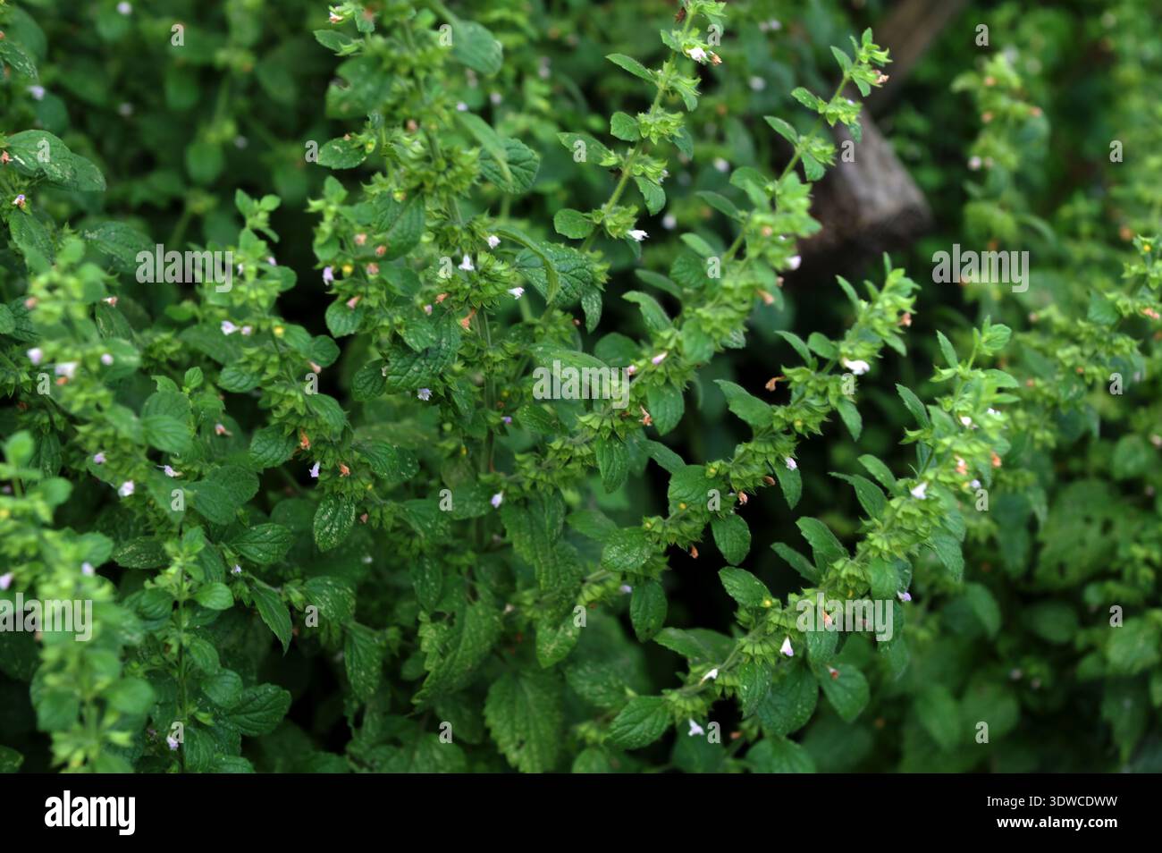 Balsamo al limone, balsamo comune o menta balsamo (Melissa officinalis) in giardino. Pianta organica di erbe. Foto Stock