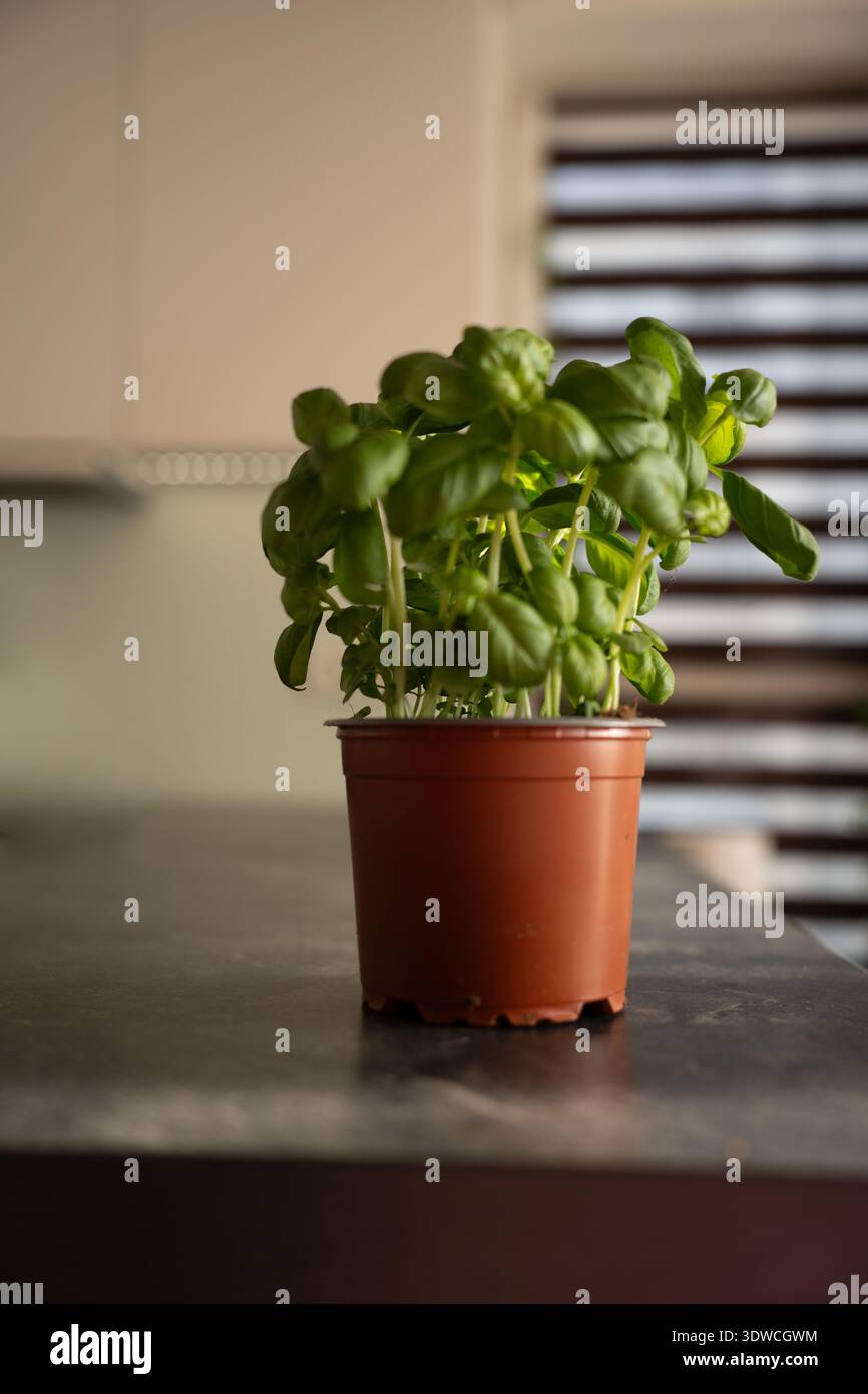 basilico in vaso in terracotta su un piano di lavoro scuro della cucina, foglie verdi fresche illuminate da luce naturale soffusa, persiane alle finestre sfocate e armadietto neutro Foto Stock