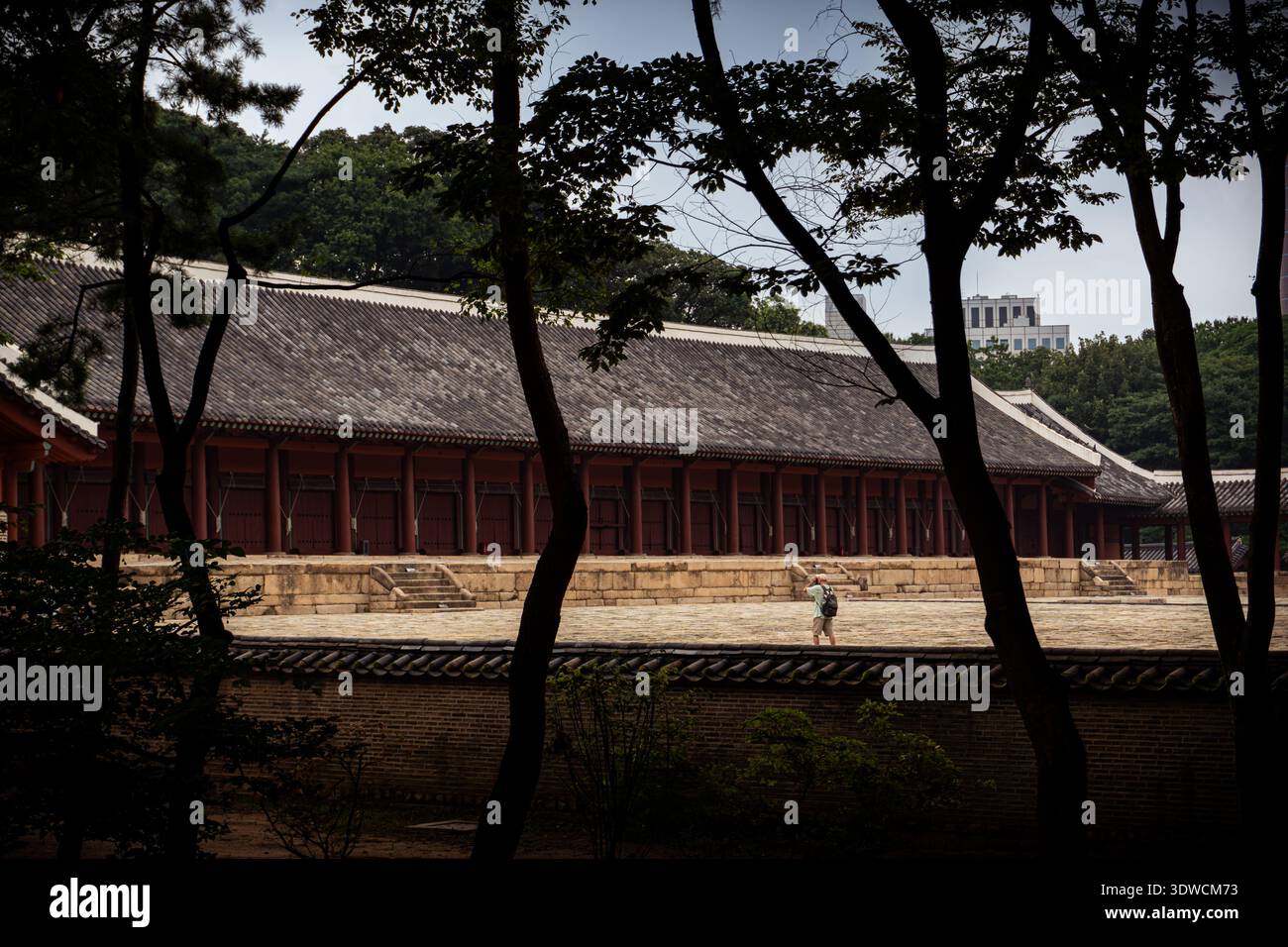 Tradizionale palazzo coreano con tetto piastrellato visto attraverso alberi di pino nella Corea del Sud Foto Stock