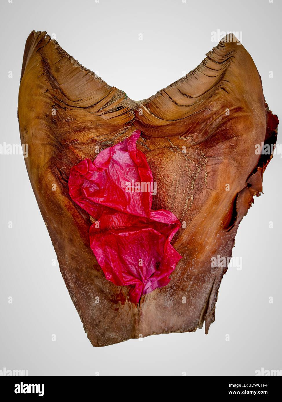 Opera d'arte con una foglia di palma marrone a forma di cuore, stoffa rossa macchiata di rosso da lamponi al centro. L'opera è di Deborah Howe, la fotografa. Foto Stock