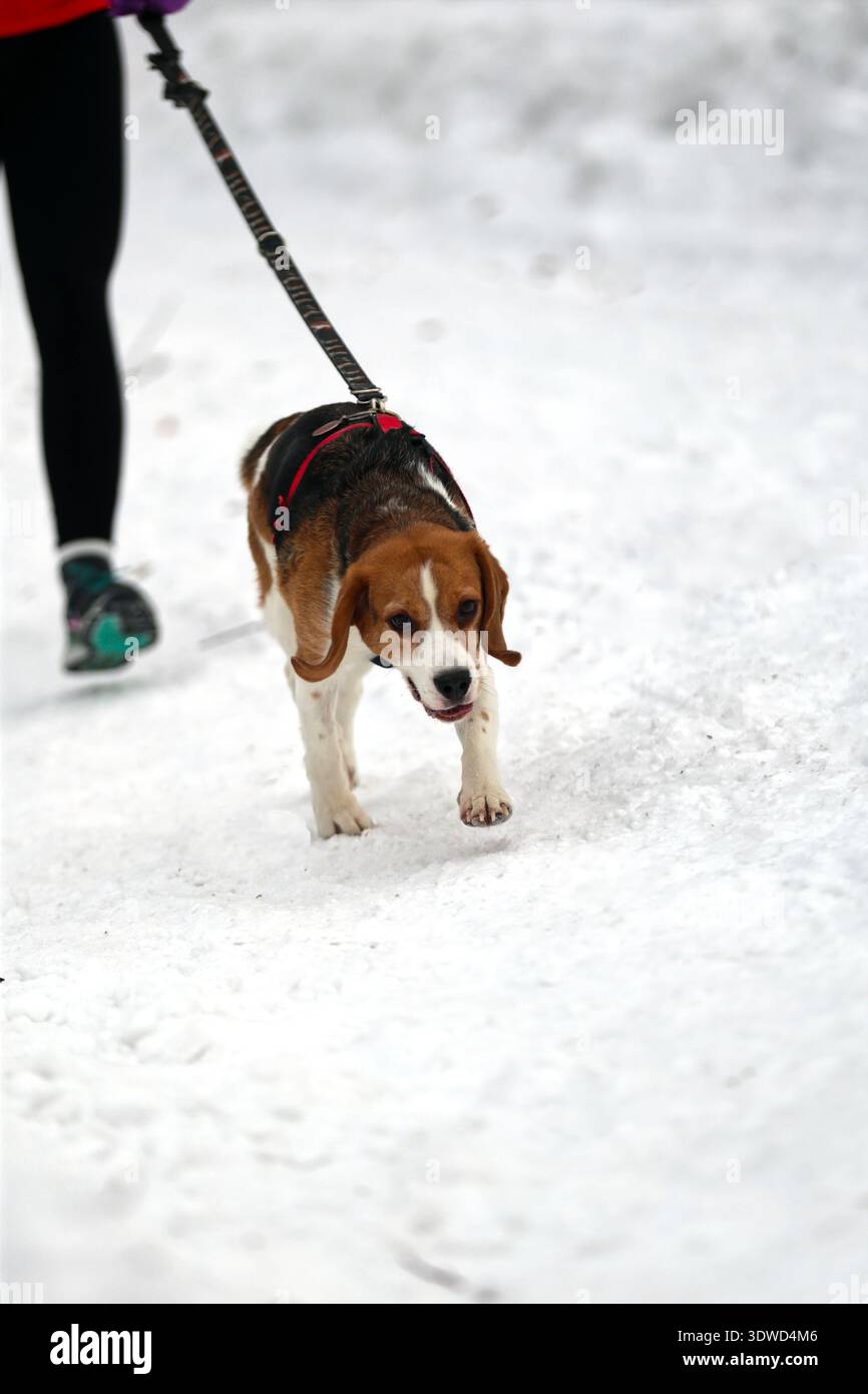 Beagle al guinzaglio godendosi una passeggiata invernale innevata Foto Stock