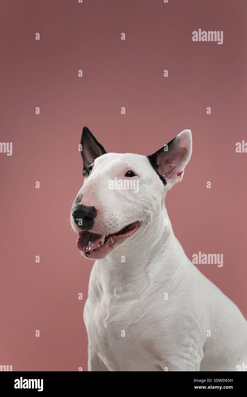 Bull Terrier Happy Expression Studio Portrait, White Bull Terrier con bocca aperta e illuminazione luminosa da studio. Foto Stock