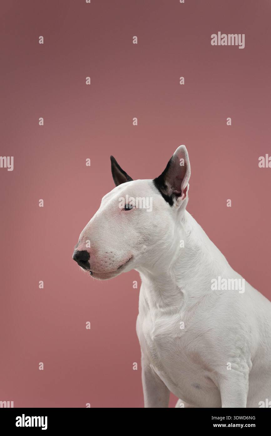 Profilo Bull Terrier rivolto verso l'esterno Studio Ritratto, profilo pulito ritratto di Bull Terrier bianco che guarda da parte. Foto Stock