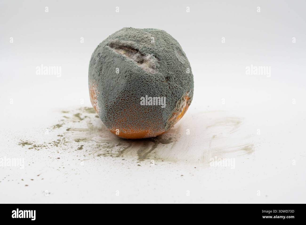 Agrumi completamente ricoperti di muffa isolati su fondo bianco concetto di deterioramento alimentare Foto Stock