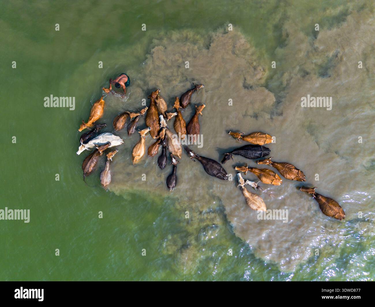 Gaibandha, Bangladesh - 15 febbraio 2026: Veduta aerea del bestiame che attraversa il torbido fiume ricco di sedimenti, dove l'acqua verde si scontra con il b Foto Stock