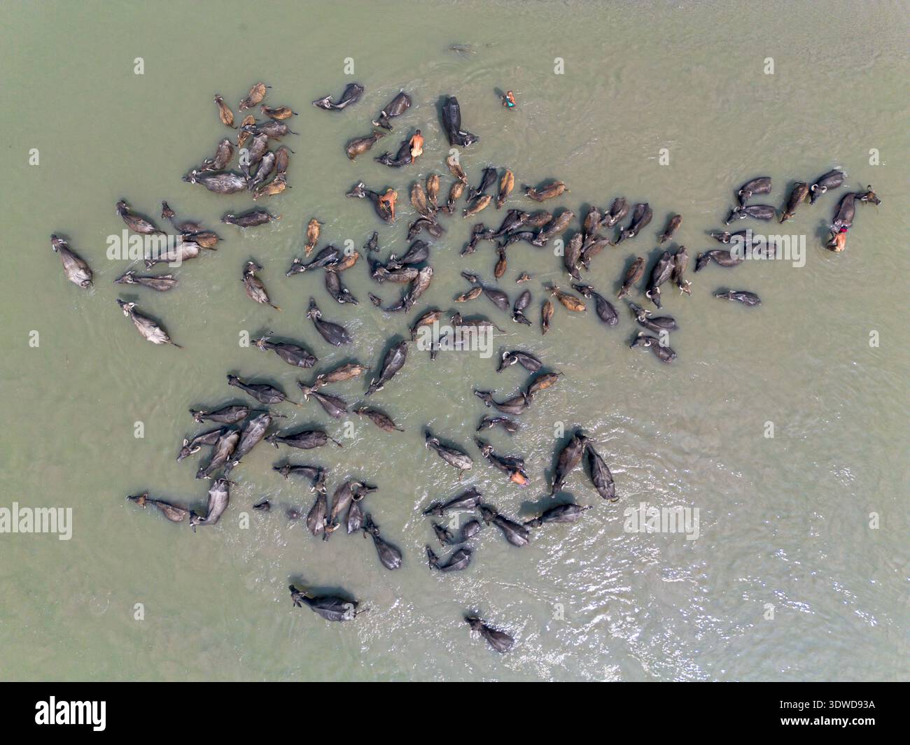 Vista aerea di una grande mandria di bufali d'acqua che si tuffano nelle acque fangose del fiume, le loro forme scure creano un contrasto sorprendente con il Foto Stock