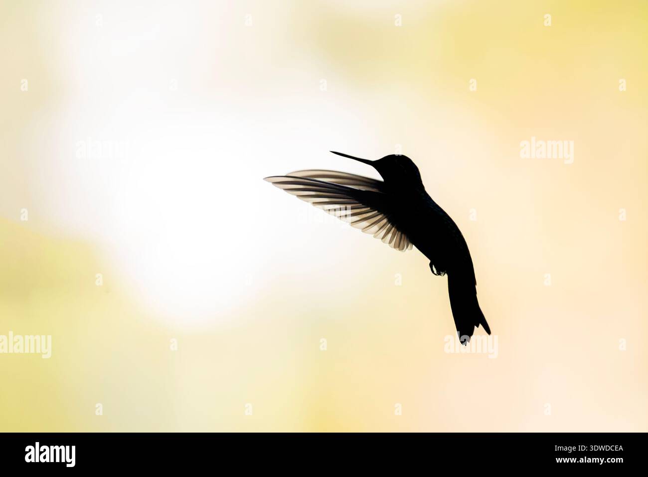 Silhouette a contrasto elevato di un colibrì a mezz'aria, che mostra intricati dettagli di piume delle ali su una morbida e luminosa retroilluminazione. Foto Stock