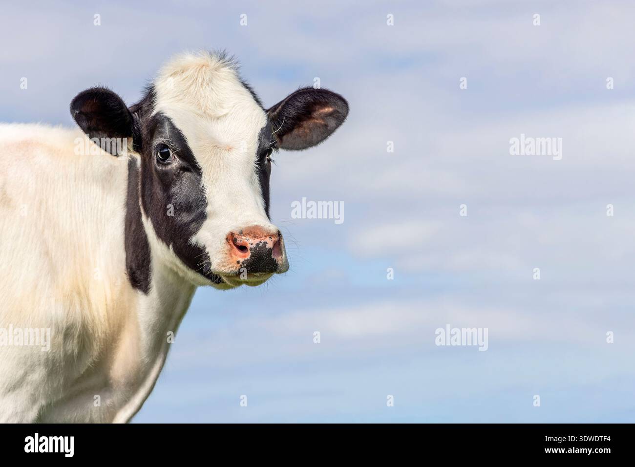 Giovane vacca timida, dall'aspetto carino, bianco e nero, ripresa media e sfondo blu Foto Stock