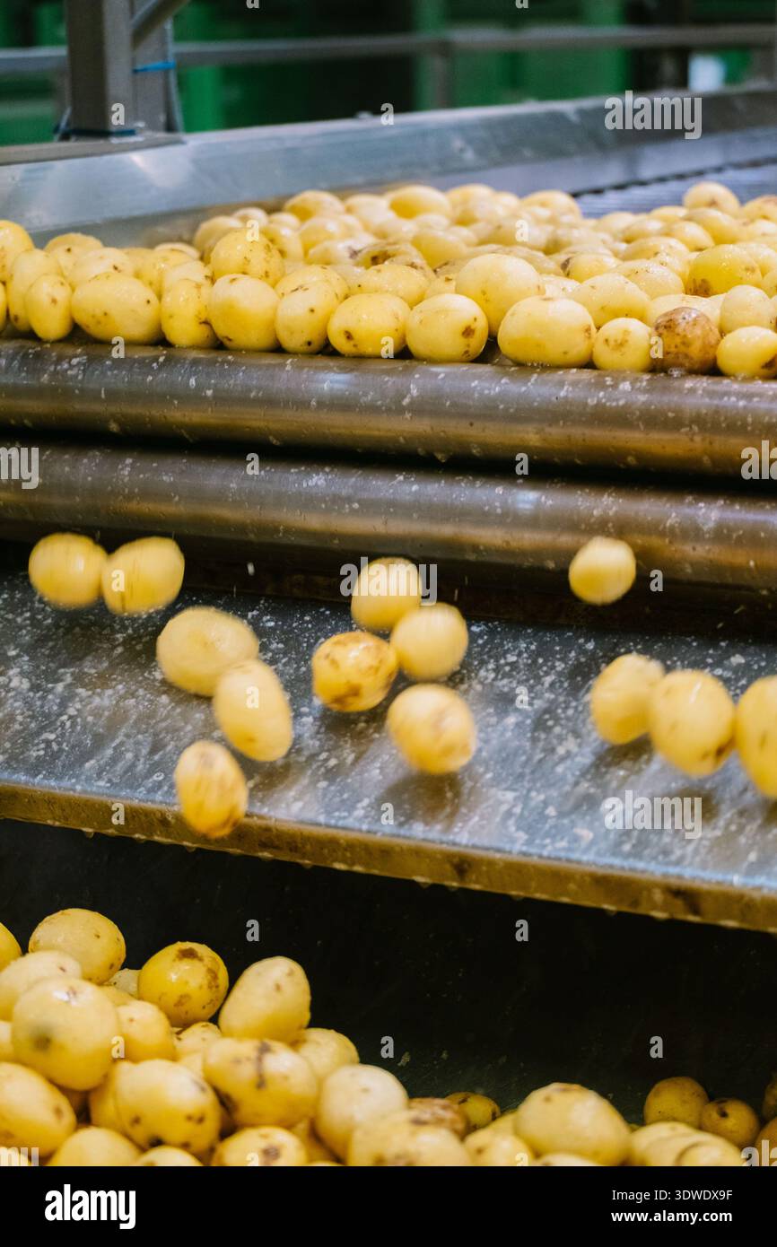 Le patate fresche si spostano su un nastro trasportatore all'interno di una moderna fabbrica, pronte per essere trasformate in trucioli. La linea di produzione garantisce efficienza e qualità Foto Stock