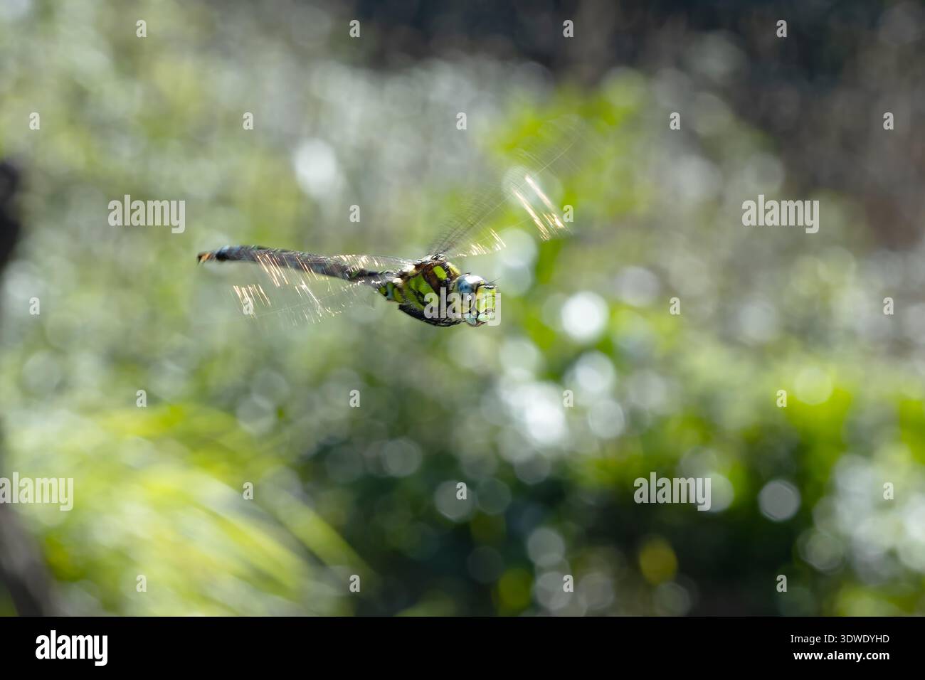 Una vibrante libellula fluttua graziosamente attraverso l'aria, le sue delicate ali scintillanti alla luce del sole. Il lussureggiante sfondo verde offre un ambiente sereno Foto Stock