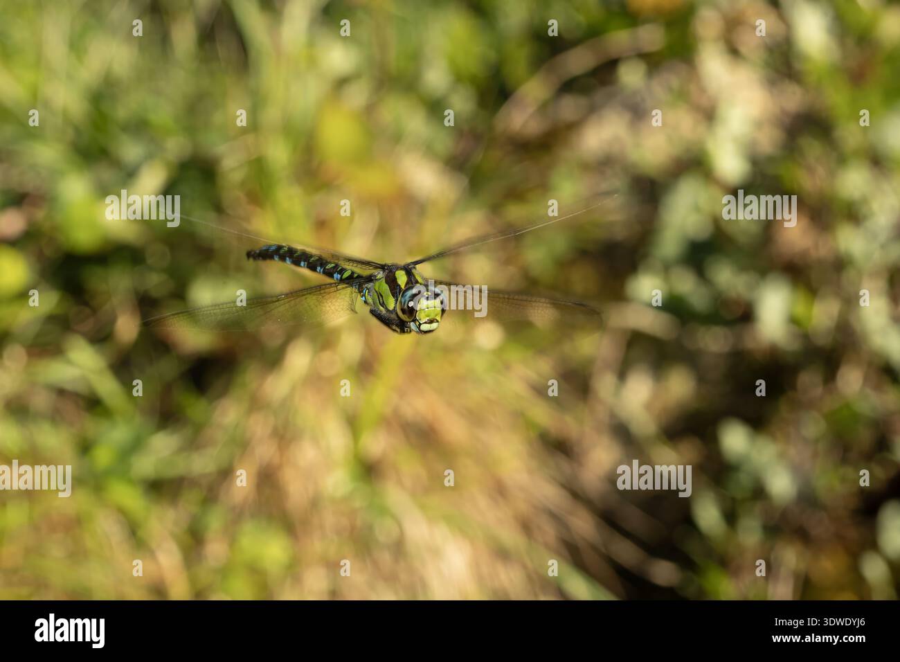 Una vivace libellula si libra a mezz'aria su uno sfondo verde rigoglioso, catturata con movimenti sfocati. L'immagine mette in risalto le sue delicate ali trasparenti Foto Stock
