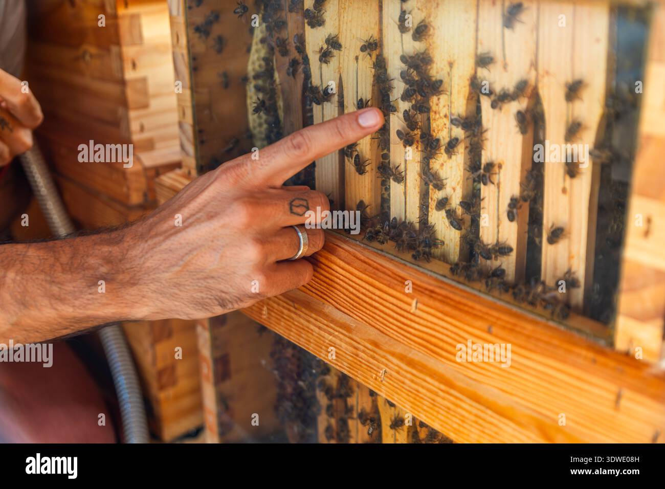 Una mano punta delicatamente verso un alveare di API mellifera attraverso una finestra trasparente. L'immagine cattura la connessione tra apicoltori e api mellifere, emp Foto Stock