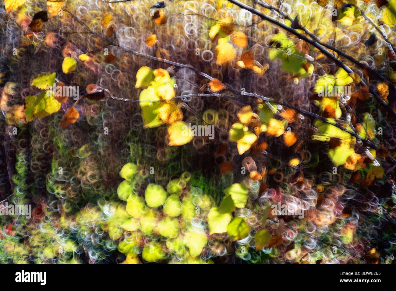 Foglie autunnali colorate a Cuenca catturate con un effetto bokeh unico, che mette in risalto colori gialli e arance vivaci. La composizione astratta evoca una drea Foto Stock