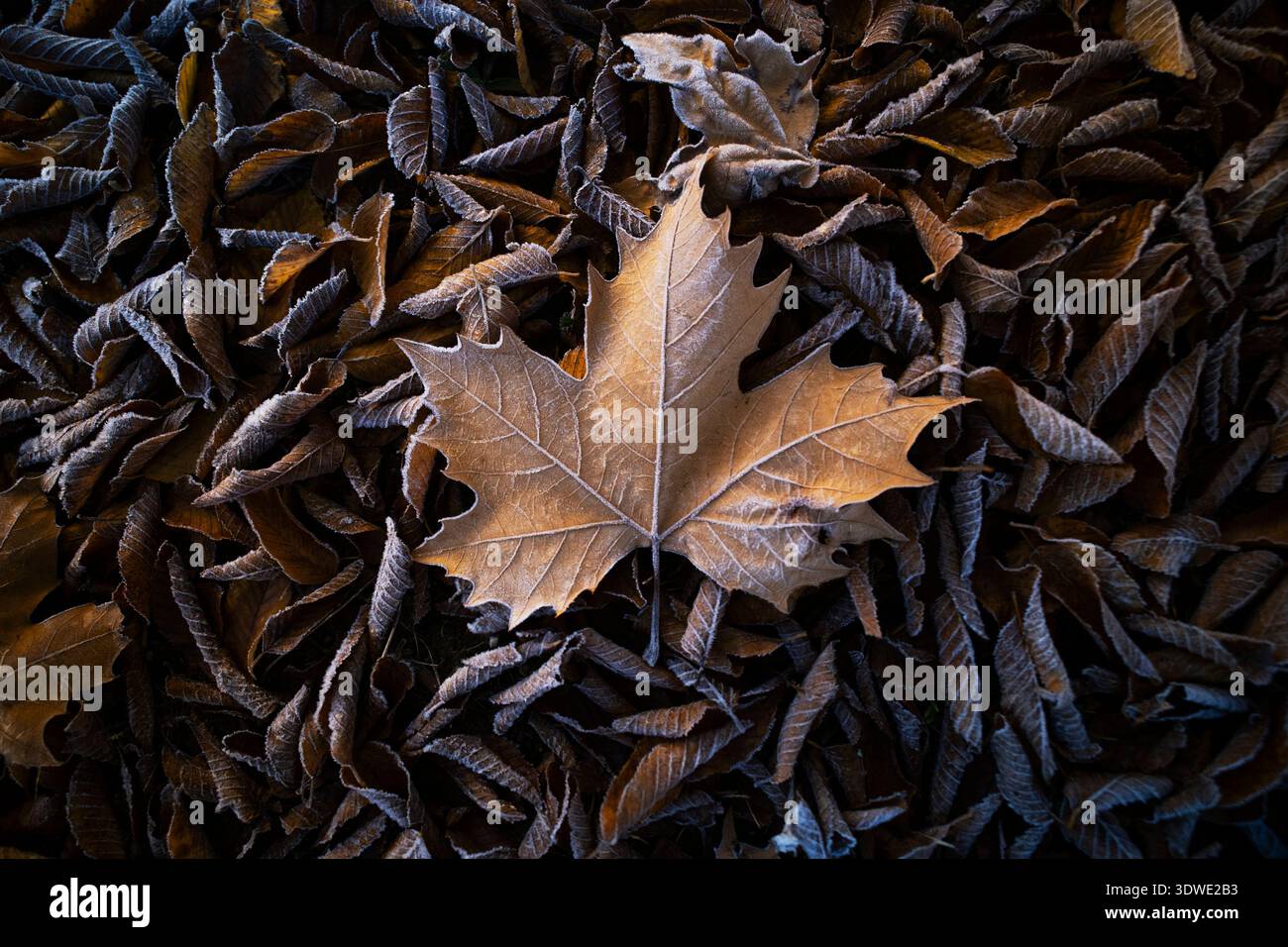 Una singola foglia d'autunno riposa su un tappeto di foglie smerigliate in un boschetto di querce. Catturata con un approccio pittorico, questa immagine evoca un po' pittorico Foto Stock