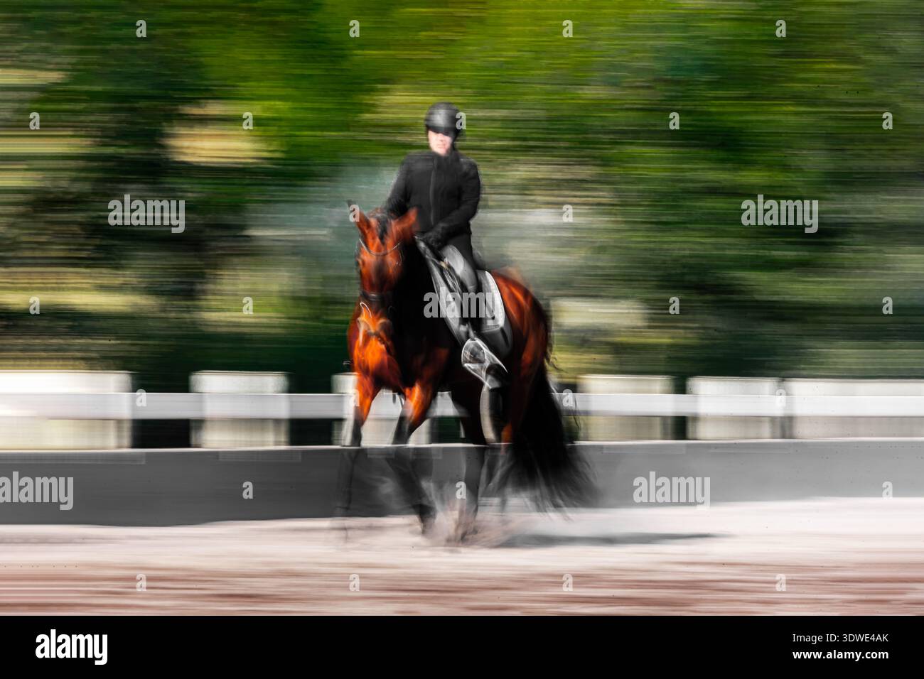 Un'immagine dinamica di un cavallo al galoppo e di un cavaliere, catturata in movimento, che enfatizza velocità e agilità. Il rigoglioso sfondo verde ne esalta la vivacità Foto Stock