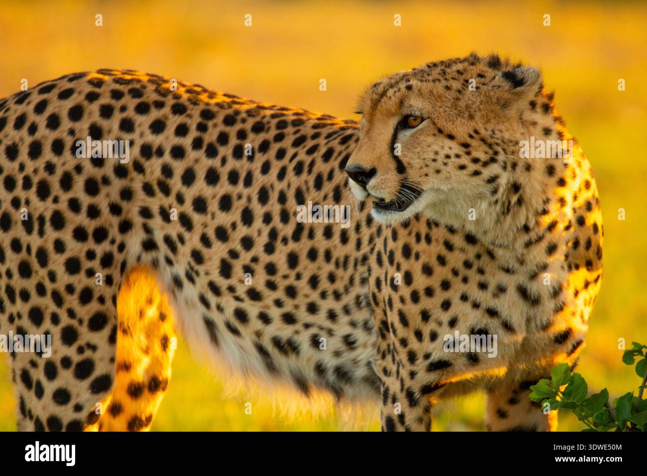 Uno splendido ghepardo illuminato dai raggi dorati dell'alba al Parco Nazionale di Masai Mara, che mostra i suoi luoghi eleganti e lo sguardo attento nel wi-fi Foto Stock