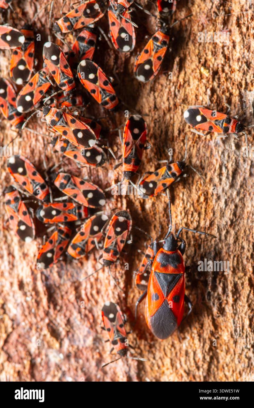 Immagine ravvicinata che mostra diversi insetti luccianti aggrappati a una corteccia di alberi. I loro sorprendenti motivi neri e rossi contrastano nettamente con quelli ruvidi Foto Stock