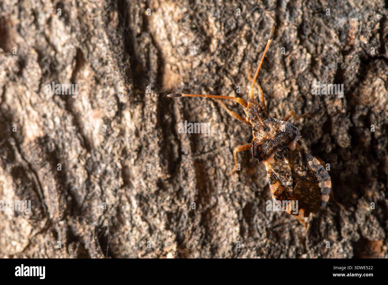 Immagine ravvicinata di una cimice dai piedi delle foglie abilmente mimetizzata contro la corteccia degli alberi ruvida. La sua forma esclusiva della gamba si fonde perfettamente, mostrando la sua naturale conformazione ada Foto Stock