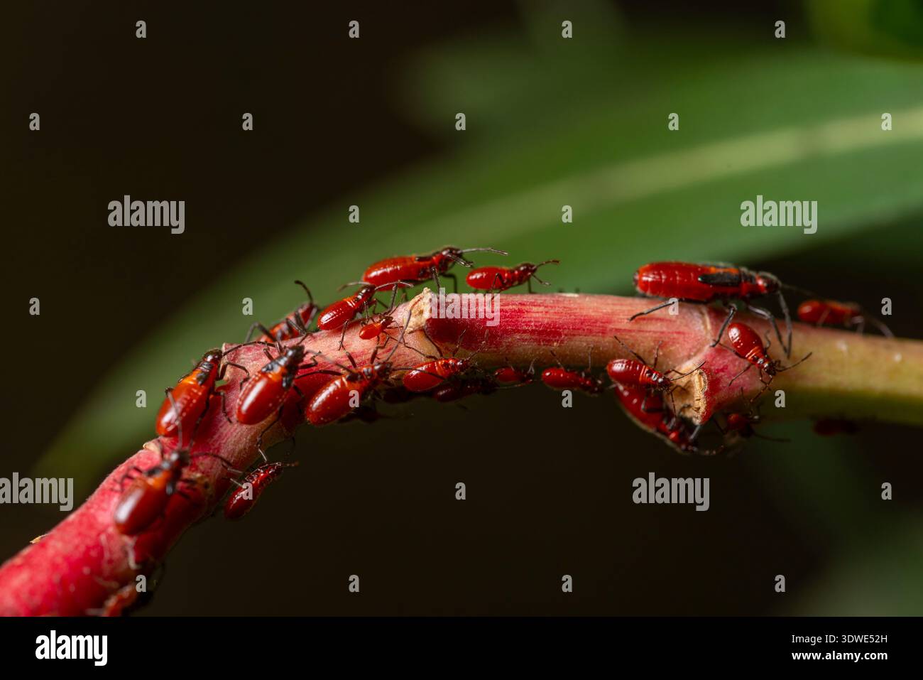 Primo piano di insetti di oleandro, Caenocoris nerii, raggruppamento su uno stelo vegetale. Questi insetti rossi sono comuni sulle piante di oleandro e sono noti per il loro vivido co Foto Stock
