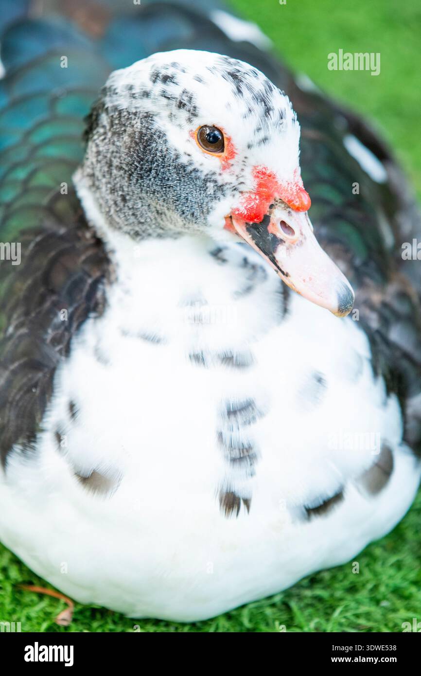 Primo piano di un'anatra moscovita adagiata su una vibrante erba verde, che mostra il suo caratteristico piumaggio bianco e nero e i caratteristici segni del viso rossi Foto Stock