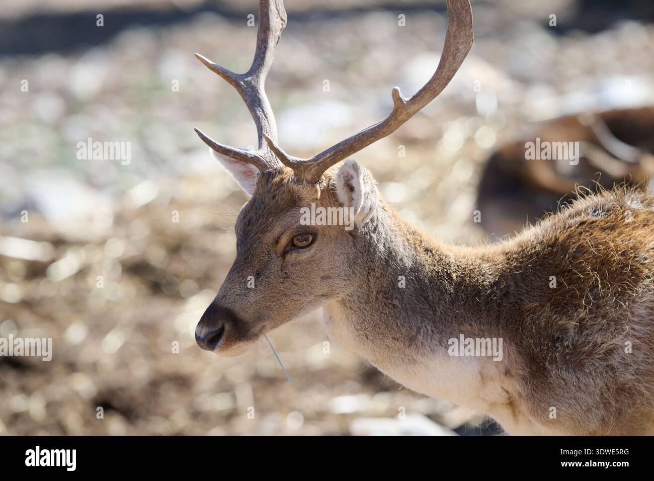 Un grazioso cervo con palchi si erge in un santuario, che mostra il suo profilo elegante. Lo sfondo naturale mette in risalto l'ambiente sereno in cui si trova Foto Stock
