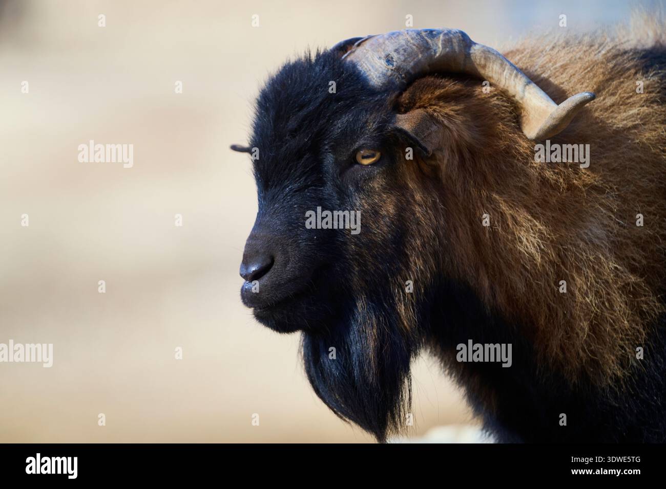 Una capra selvatica mostra il suo profilo suggestivo con corna curve e pelliccia ricca in un ambiente santuario, mettendo in risalto la maestosità e la bellezza naturale dell'animale Foto Stock