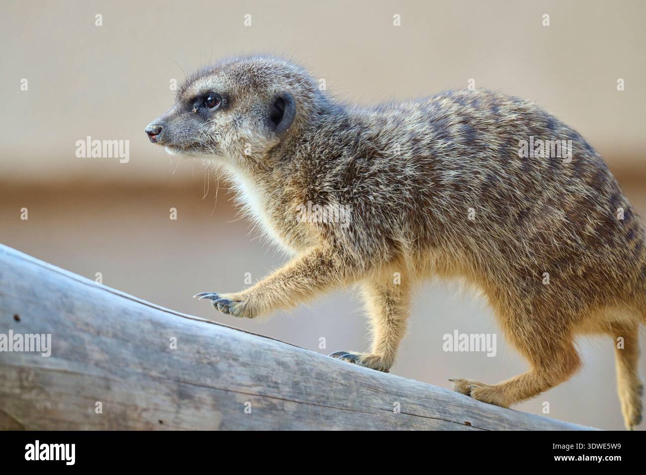 Un meerkat solitario viene catturato camminando con grazia lungo un tronco all'interno di un santuario faunistico. Il suo sguardo attento e il suo carattere agile mettono in risalto la sua natura di allerta Foto Stock
