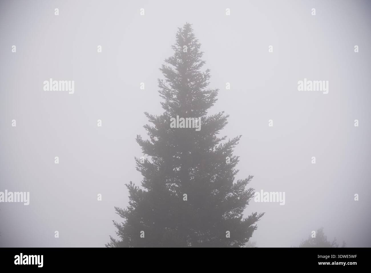 Un albero sempreverde solitario sorge in mezzo a una foresta invernale nebbiosa, avvolta dalla nebbia. La tranquilla scena cattura l'atmosfera serena e misteriosa del c Foto Stock