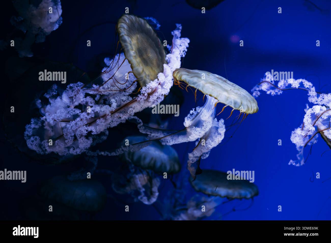 Le meduse eteree galleggiano con grazia su uno sfondo blu vivo in una mostra del museo, evidenziando le loro forme delicate e la bellezza traslucida unde Foto Stock