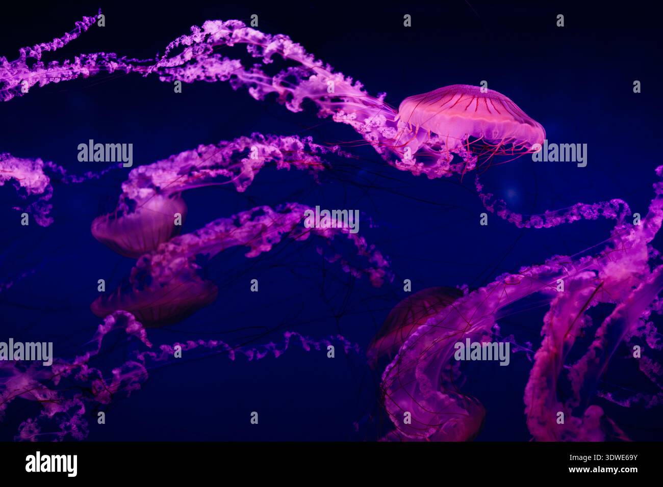 Affascinante scena di meduse che galleggiano con grazia in un vivace sfondo blu dell'acquario, emettendo un surreale bagliore viola che mette in risalto la bellezza di Foto Stock