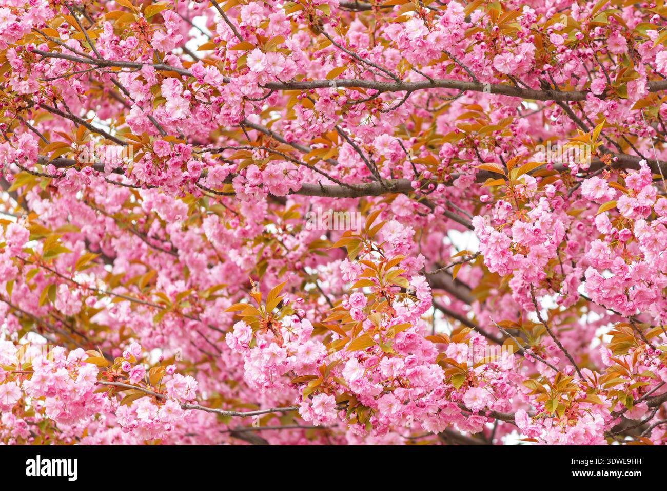Fiori di ciliegio rosa in fiore sui rami degli alberi in primavera. Sfondo floreale denso con foglie fresche e luce naturale soffusa Foto Stock