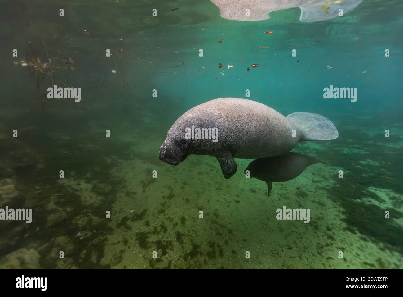 Una madre e un lamantino di vitello nuotano graziosamente attraverso le acque cristalline di Crystal River, Florida. L'ambiente tranquillo e' naturale perfetto Foto Stock