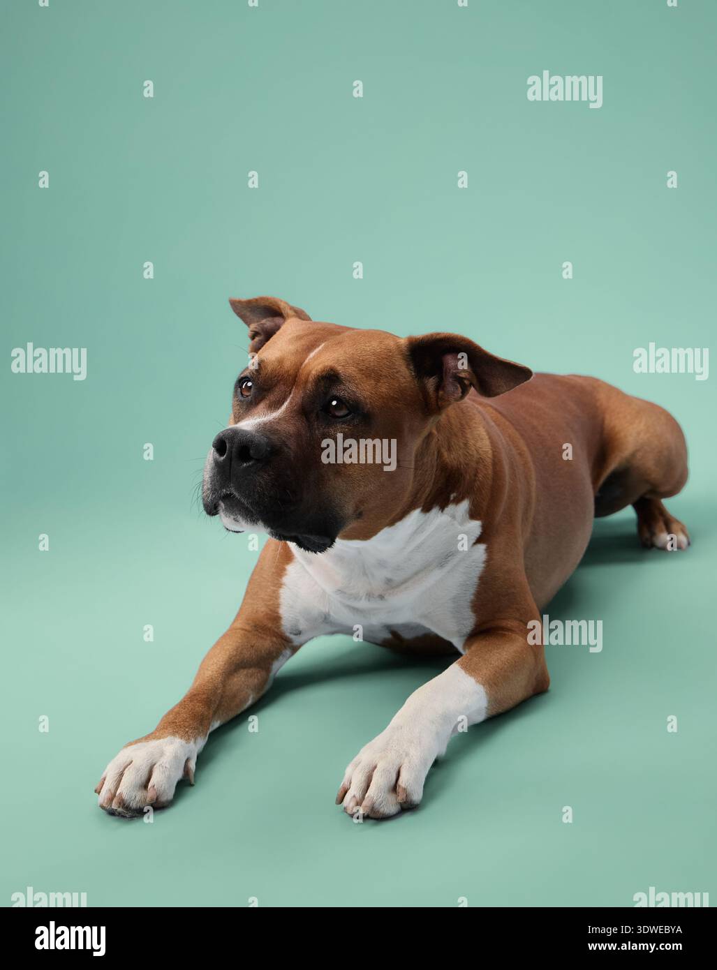 Uno staffordshire terrier giace con una gamba in avanti e guarda in alto. Il linguaggio rilassato del corpo contrasta con la sua espressione attenta. Foto Stock