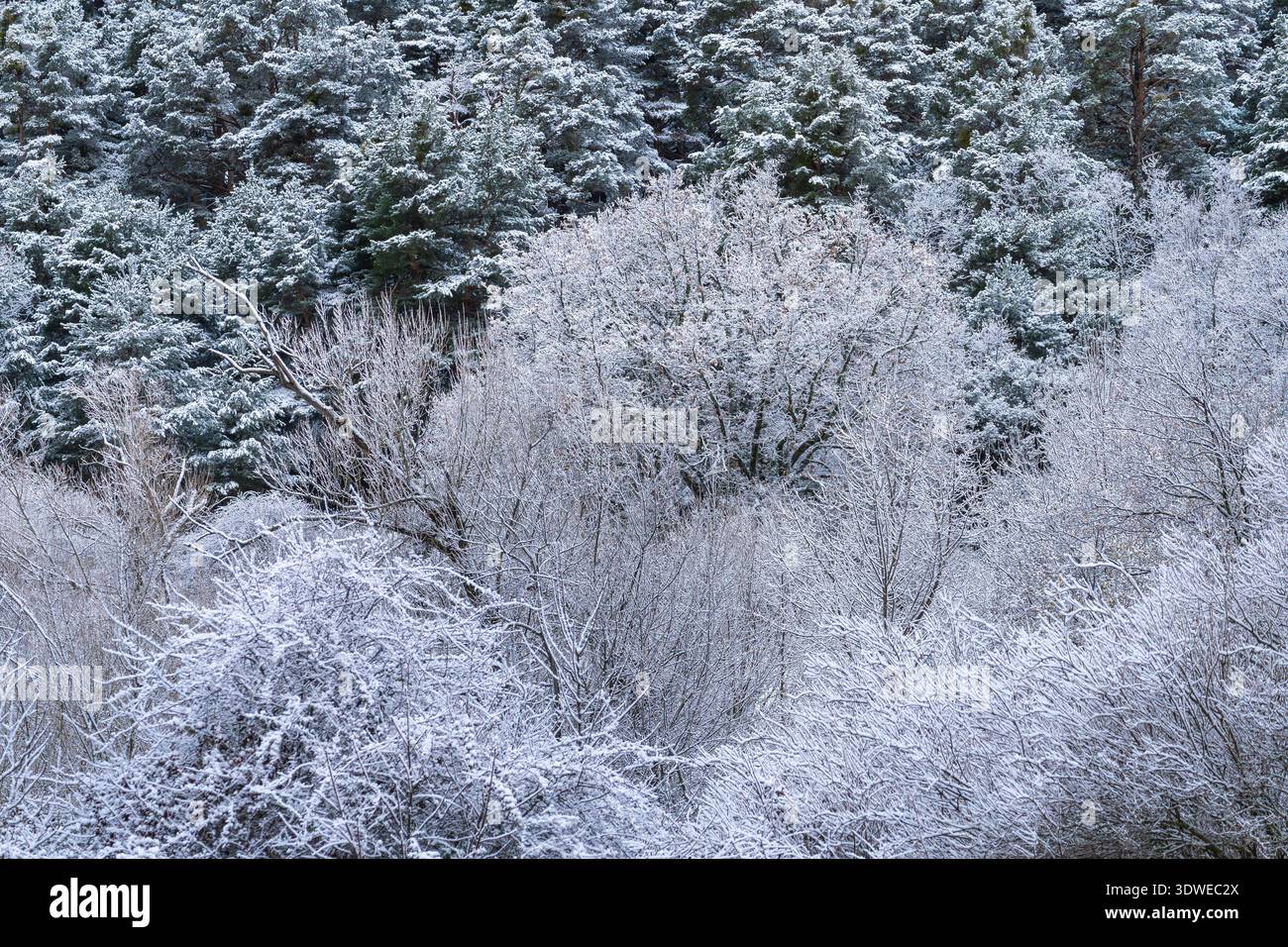 Una tranquilla foresta invernale caratterizzata da alberi innevati e vegetazione ghiacciata. I rami ghiacciati e la lussureggiante tettoia sempreverde creano un pittoresco Foto Stock
