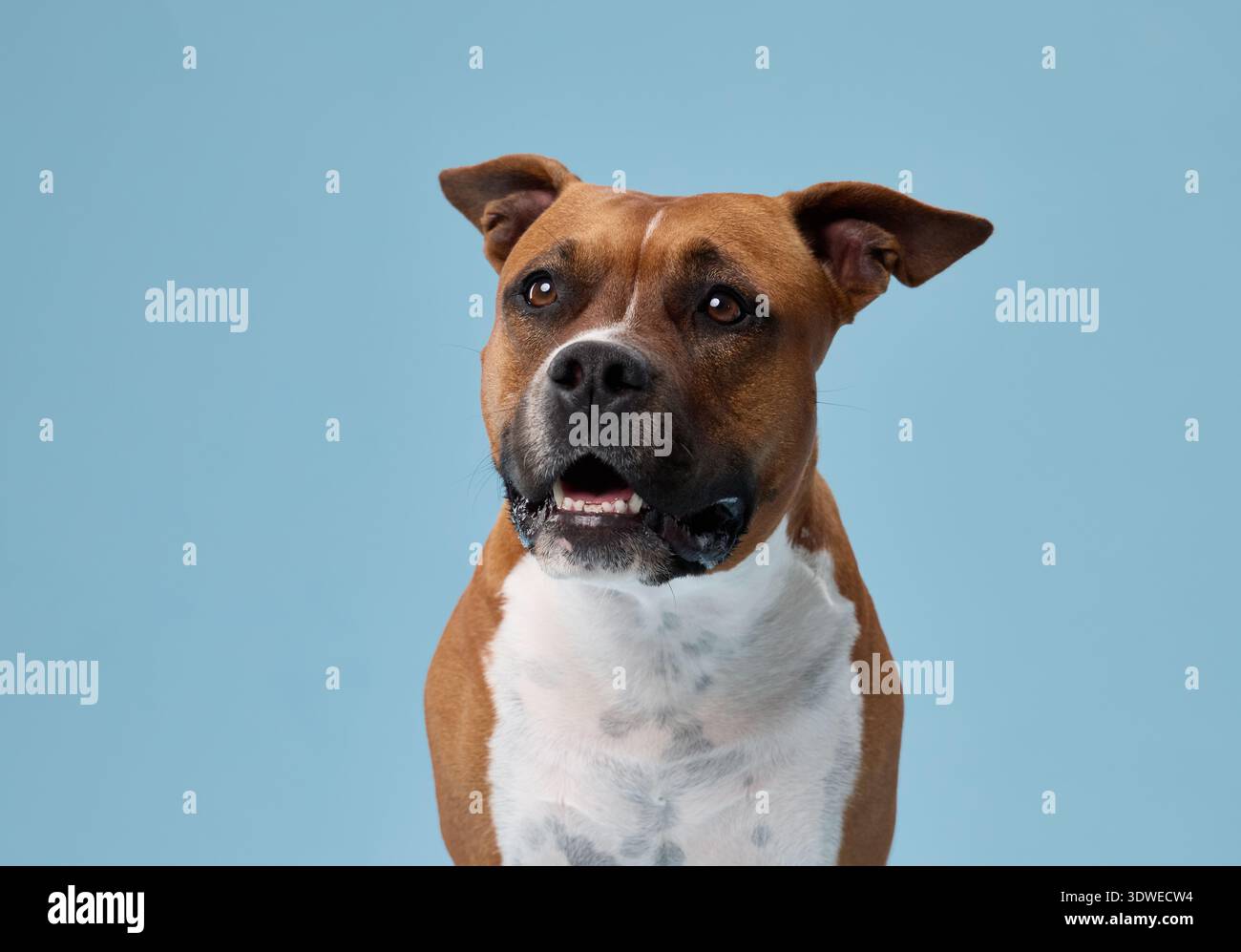 Un terrier dello staffordshire gira leggermente tenendo una posa attenta. Le orecchie erette e lo sguardo implicano che sta reagendo a qualcosa di invisibile. Foto Stock