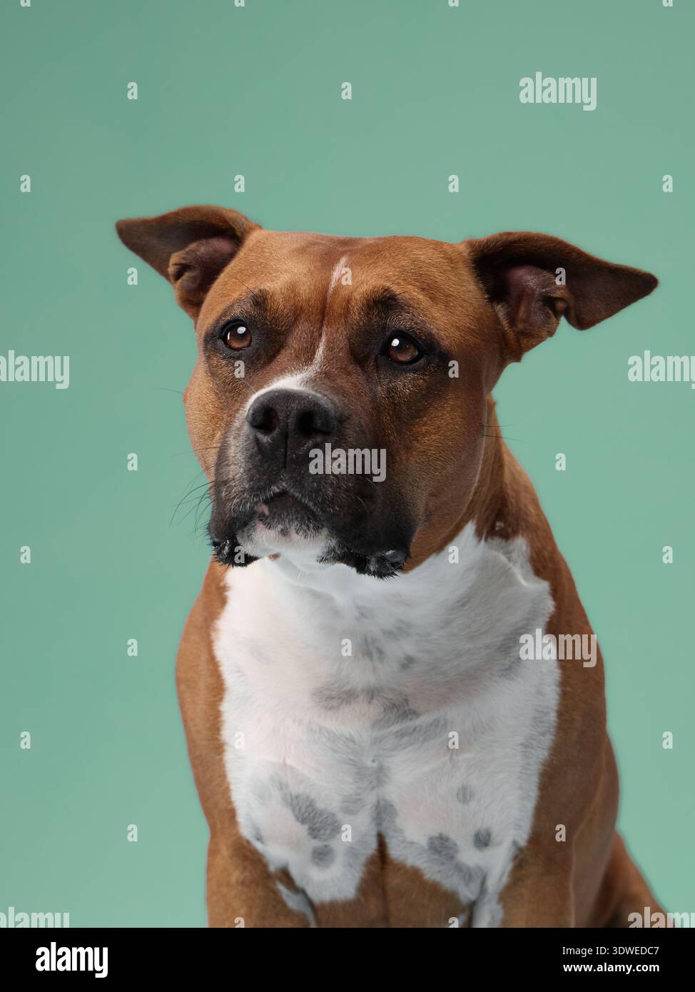 Un terrier dello staffordshire resiste ancora rivolto in avanti con uno sguardo neutrale. Il morbido sfondo verde mette in risalto la forma e le caratteristiche del cane. Foto Stock