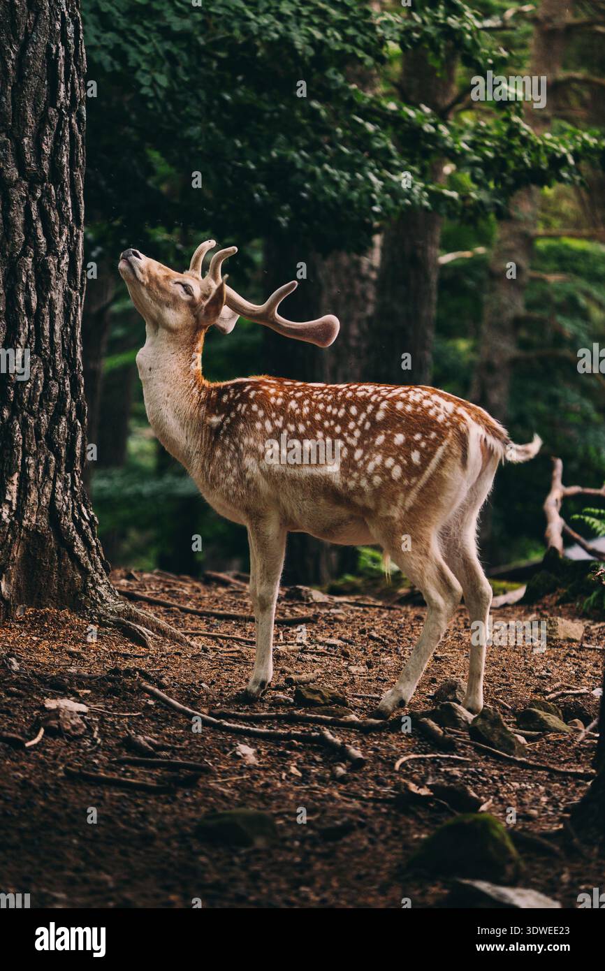 Un maestoso cervo sorge graziosamente nella lussureggiante foresta di Jaca, Pirenei, Spagna. Catturata nel suo habitat naturale, questa immagine mostra lo splendore di E. Foto Stock